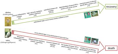 Unravelling the Immunity of Poultry Against the Extracellular Protozoan Parasite Histomonas meleagridis Is a Cornerstone for Vaccine Development: A Review